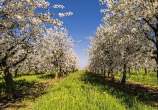 Μηλοειδή: Κρίσιμη η αντιμετώπιση εχθρών και ασθενειών