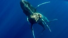 Μεγάπτερες φάλαινες φωτογραφήθηκαν για πρώτη φορά να κάνουν σεξ – Και ήταν και οι δύο αρσενικές