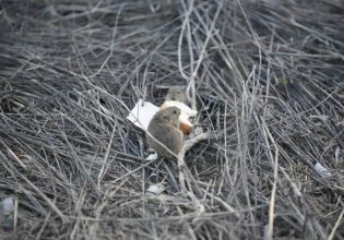 Λάρισα: Δεκάδες ποντίκια κυκλοφορούν μέσα στην πόλη και αυξάνονται αλματωδώς