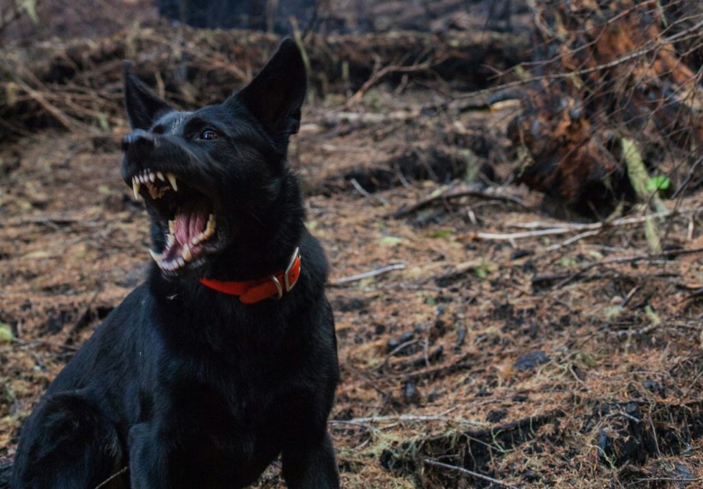 Ραφήνα: Γυναίκα δέχθηκε επίθεση από σκυλιά μέσα σε χώρο πάρκινγκ