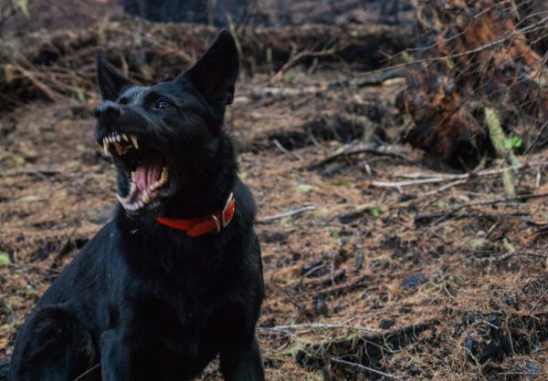 Ραφήνα: Γυναίκα δέχθηκε επίθεση από σκυλιά μέσα σε χώρο πάρκινγκ