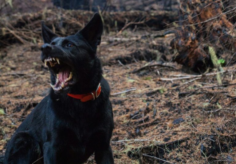 Ραφήνα: Γυναίκα δέχθηκε επίθεση από σκυλιά μέσα σε χώρο πάρκινγκ