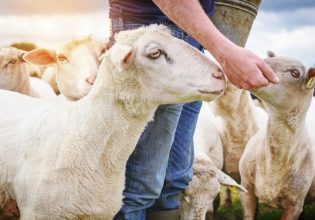 ΣΕΚ: Πώς θα βελτιωθεί η αυτάρκεια σε πρωτεϊνούχες ζωοτροφές