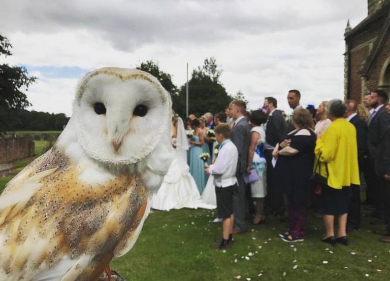 Οι κουκουβάγιες «πιάνουν δουλειά» ως μεταφορείς δαχτυλιδιών σε γάμους