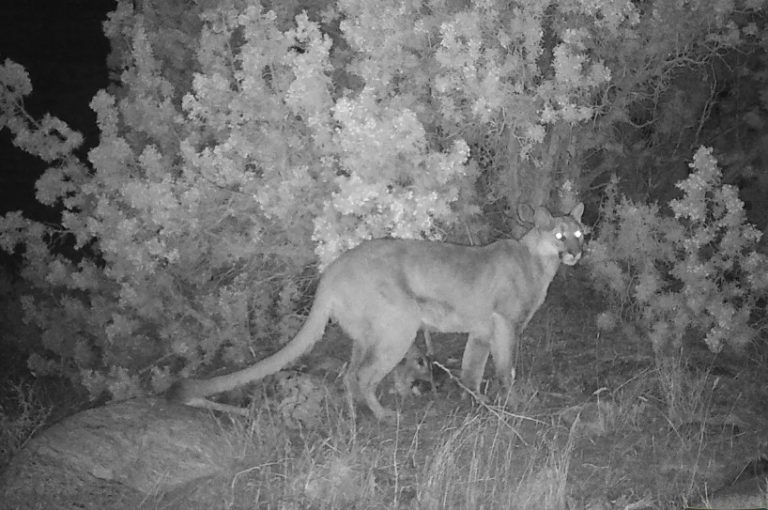 ΗΠΑ: Τραγικός θάνατος 21χρονου από επίθεση πούμα και σοβαρός τραυματισμός του 18χρονου αδελφού του