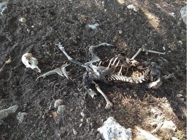 Ρόδος: Προκαταρκτική εξέταση για το ελαφοκομείο – Τα ζώα φαίνεται να υποσιτίζονται