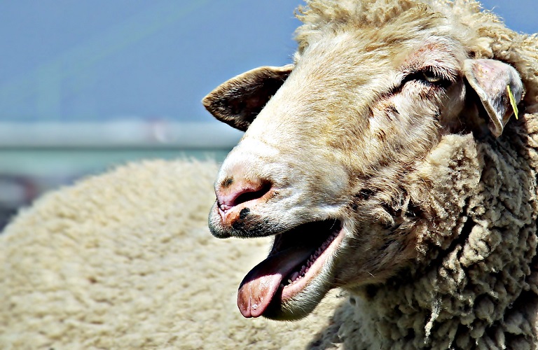 Φθιώτιδα: Νέα εστία ευλογιάς του προβάτου – Σε επιφυλακή οι κτηνοτρόφοι