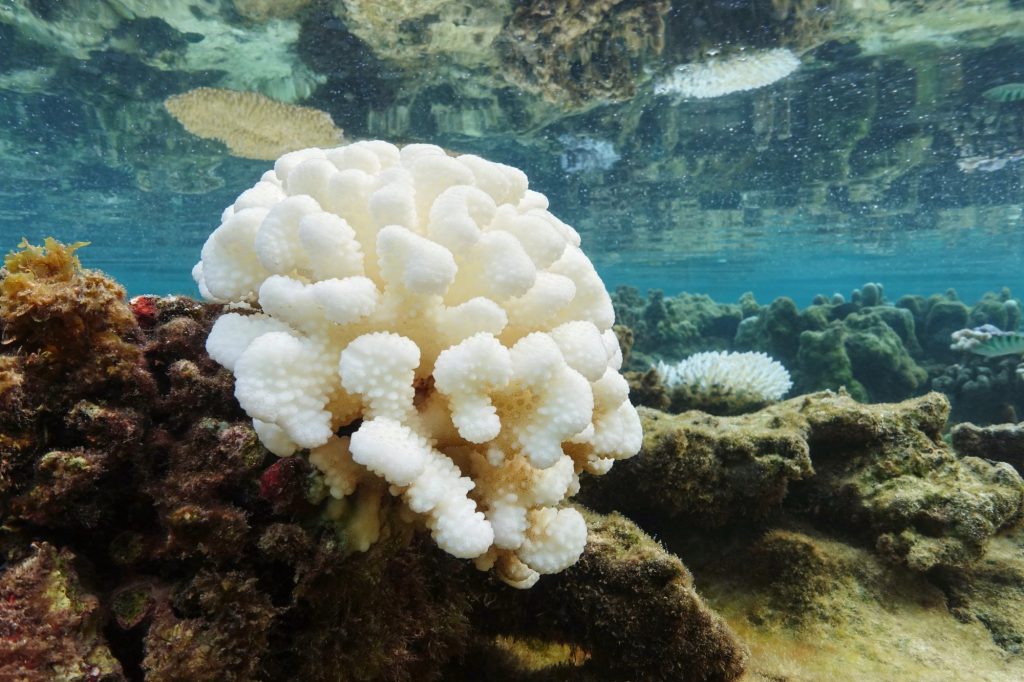 Τα κοράλλια ζουν τη δική τους πανδημία