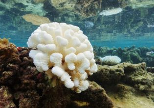 Τα κοράλλια ζουν τη δική τους πανδημία