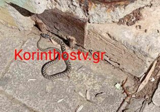 Κόρινθος: Φίδι έκοβε βόλτες έξω από το Δικαστικό Μέγαρο – Δείτε βίντεο