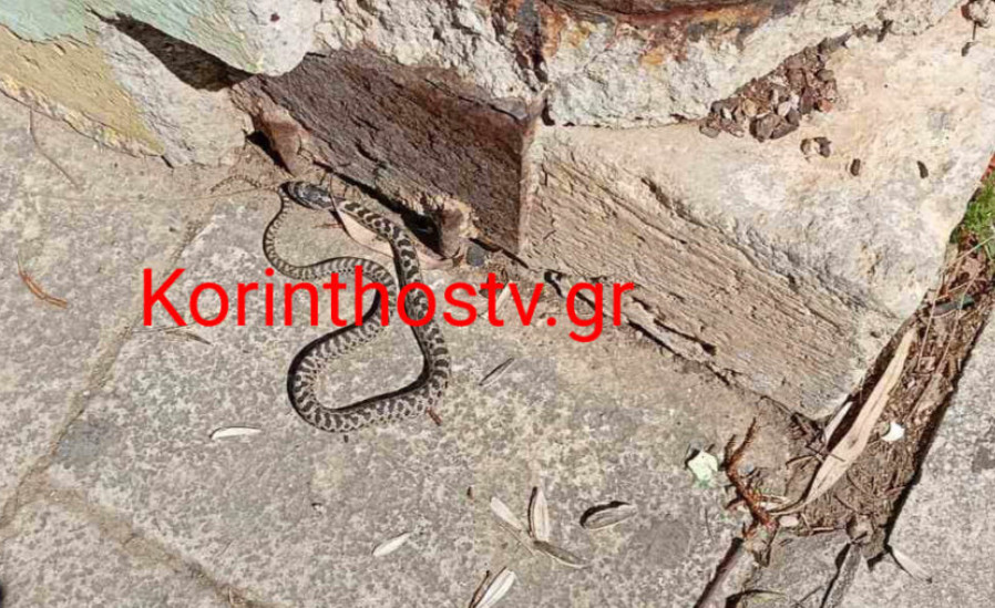 Κόρινθος: Φίδι έκοβε βόλτες έξω από το Δικαστικό Μέγαρο - Δείτε βίντεο