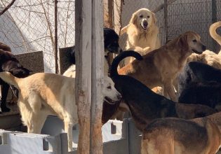 Θεσσαλονίκη: Αθωώθηκε η 52χρονη που ζούσε με 94 σκυλιά σε άθλιες συνθήκες υγιεινής