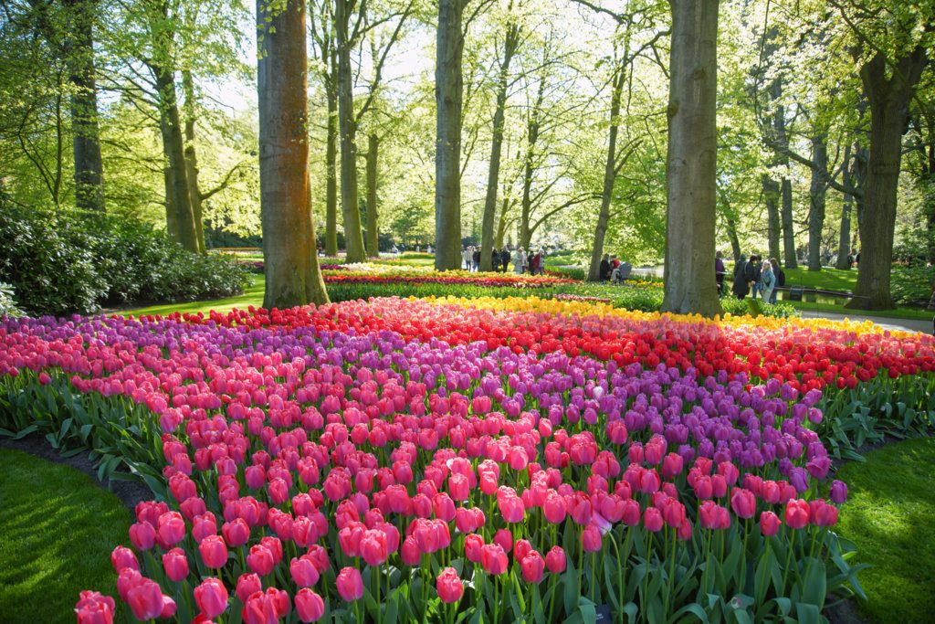 Αυτός είναι ο μεγαλύτερος κήπος με τουλίπες στον κόσμο – Γίνεται 75 ετών