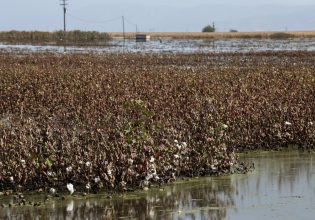 Αγρότες: «Κόκκινη γραμμή» να φύγει το βαμβάκι από τη Θεσσαλία – Η ανησυχία για το Master Plan των Ολλανδών
