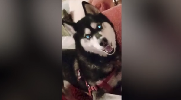 Αράχωβα: Μυστήριο παραμένει το πρόσωπο που κατηγορείται για την κακοποίηση του Όλιβερ