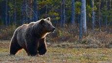 Σλοβακία: Σε κατάσταση έκτακτης ανάγκης το Λίπτοφσκι Μίκουλας λόγω αρκούδας – Μία νεκρή και πέντε τραυματίες
