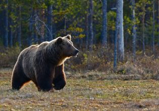 Σλοβακία: Σε κατάσταση έκτακτης ανάγκης το Λίπτοφσκι Μίκουλας λόγω αρκούδας – Μία νεκρή και πέντε τραυματίες