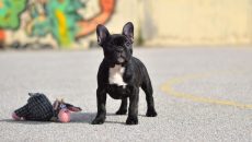 Ο σκύλος της φυλής Γαλλικό Μπουλντόγκ: Δυνατός, θαρραλέος, απαιτητικός και χαδιάρης