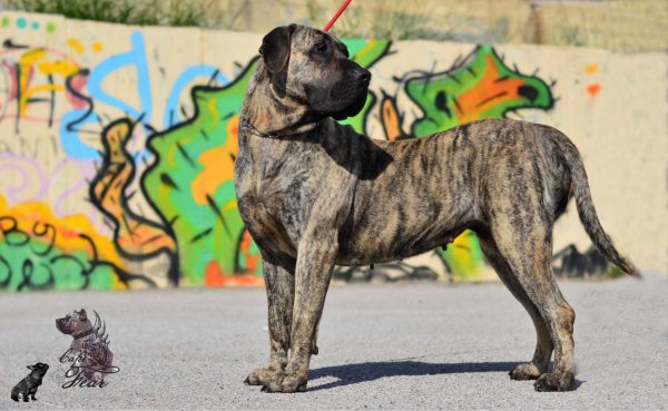 Πρέσα Κανάριο: Ξεροκέφαλος, χαδιάρης και προστάτης