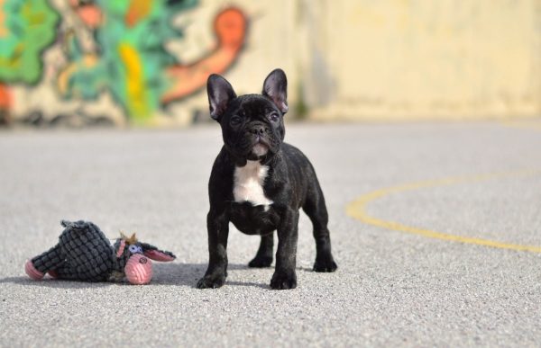 Ο σκύλος της φυλής Γαλλικό Μπουλντόγκ: Δυνατός, θαρραλέος, απαιτητικός και χαδιάρης