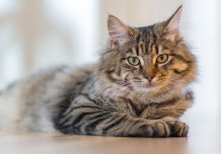 Γάτες: Τι πυροδοτεί τις αλλεργικές αντιδράσεις; – Ο διατροφικός τρόπος αντιμετώπισης