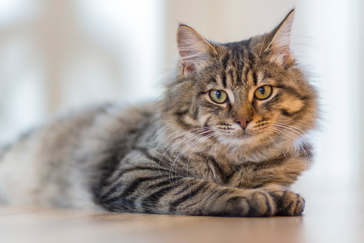 Γάτες: Τι πυροδοτεί τις αλλεργικές αντιδράσεις; – Ο διατροφικός τρόπος αντιμετώπισης