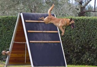 Κυνάθλημα IGP: Το σπορ που δυναμώνει τη σχέση με τον σκύλο σας