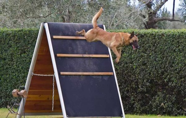 Κυνάθλημα IGP: Το σπορ που δυναμώνει τη σχέση με τον σκύλο σας