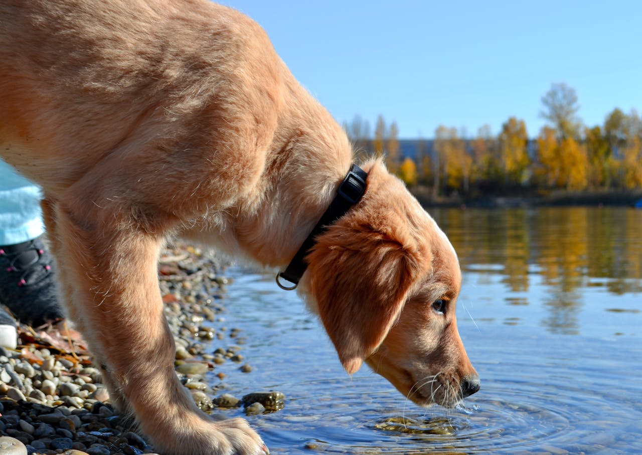 Ο σκύλος πίνει περισσότερο νερό – Πότε πηγαίνουμε στον κτηνίατρο