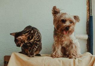 Πόσο πολύτιμες είναι οι σαρδέλες για την υγεία του σκύλου και της γάτας;