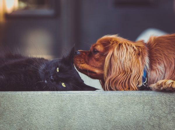 Σκύλος και γάτα: Τι πρέπει να γνωρίζετε για τη χορτοφαγία