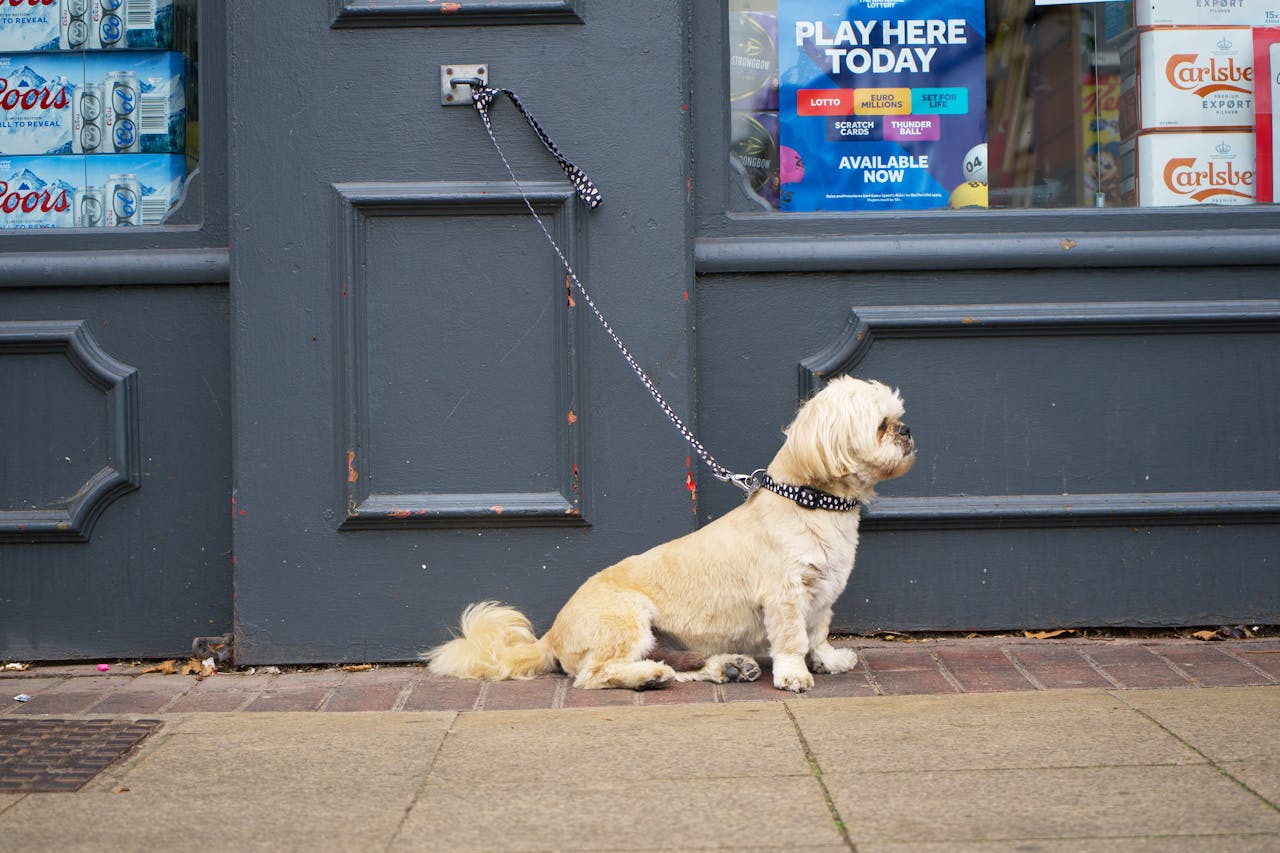 Τι μπορεί να συμβεί σε έναν δεμένο σκύλο που περιμένει τον κηδεμόνα του έξω από κάποιο κατάστημα;