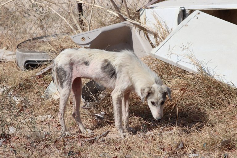 S.O.S για 500 σκύλους που αργοπεθαίνουν στη χωματερή της Ξάνθης