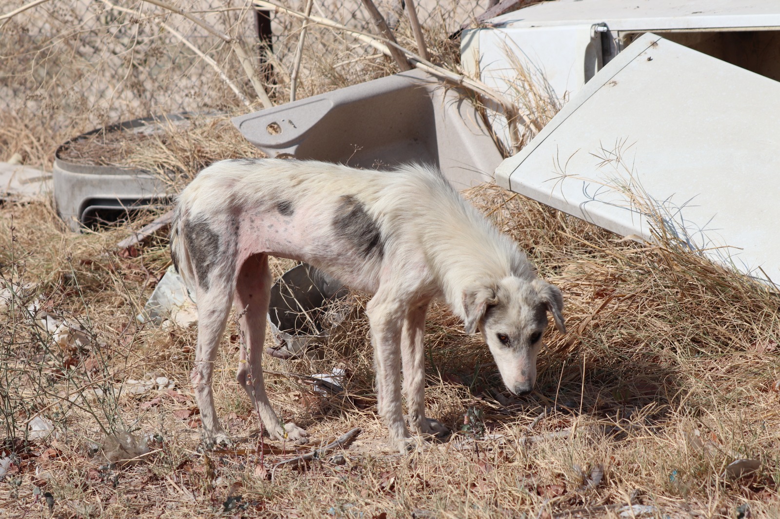 S.O.S για 500 σκύλους που αργοπεθαίνουν στη χωματερή της Ξάνθης