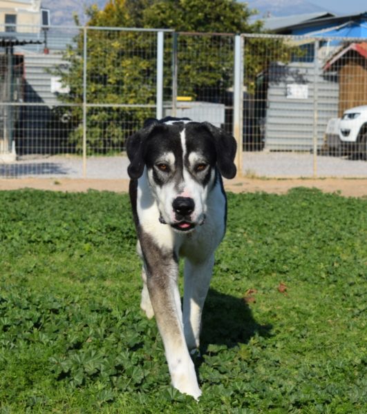 Ηρακλής: Εγκαταλείφθηκε και αναζητά στέγη