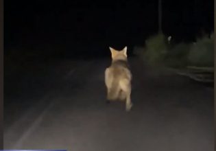 Εξοργιστικό βίντεο – Λύκος τρέχει πανικόβλητος να σωθεί από… νεαρούς που τον καταδιώκουν με αυτοκίνητο