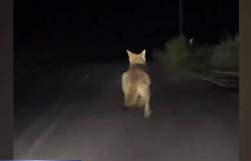 Εξοργιστικό βίντεο - Λύκος τρέχει πανικόβλητος να σωθεί από... νεαρούς που τον καταδιώκουν με αυτοκίνητο
