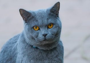 Το ασβέστιο είναι απαραίτητο για την υγεία της γάτας