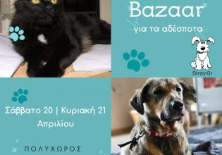 Πασχαλινό bazaar για τα αδεσποτάκια