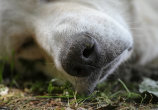 Οι άνθρωποι που «κρύβονται» πίσω από τις φόλες και την κακοποίηση των ζώων