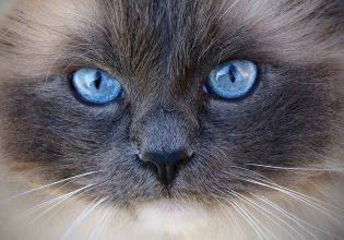 Τι κρύβεται πίσω από την ακόρεστη όρεξη μιας γάτας για φαγητό;