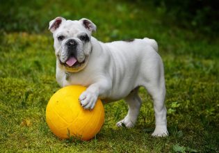 Πέντε τρόποι για να ενισχύσετε την έμφυτη ευφυΐα του σκύλου σας