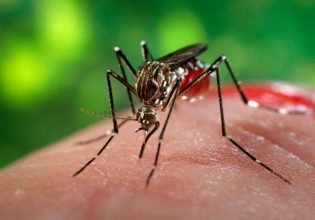 Δάγκειος πυρετός: Ραγδαία εξάπλωση του δάγκειου πυρετού στη Λατινική Αμερική και την Καραϊβική