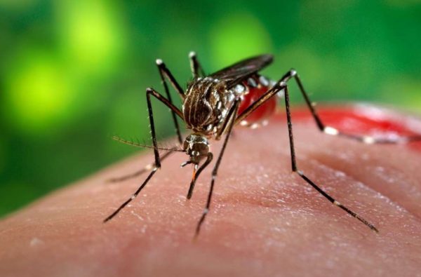 Δάγκειος πυρετός: Ραγδαία εξάπλωση του δάγκειου πυρετού στη Λατινική Αμερική και την Καραϊβική