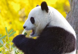 Κίνα: Πάντα επιτέθηκαν και τραυμάτισαν υπάλληλο ζωολογικού κήπου