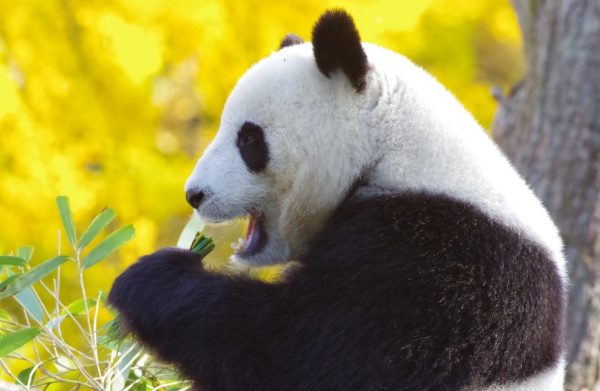 Κίνα: Πάντα επιτέθηκαν και τραυμάτισαν υπάλληλο ζωολογικού κήπου
