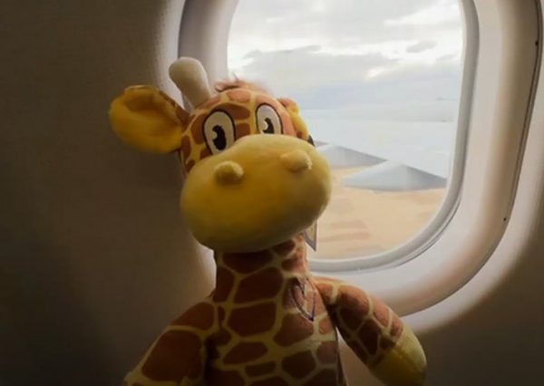 Αεροσκάφος πέταξε με 500 λούτρινες καμηλοπαρδάλεις για καλό σκοπό