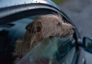 Συγκινητικό βίντεο με τη διάσωση σκύλου από το εσωτερικό αυτοκινήτου εν μέσω καύσωνα