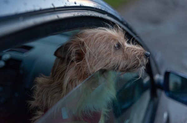 Συγκινητικό βίντεο με τη διάσωση σκύλου από το εσωτερικό αυτοκινήτου εν μέσω καύσωνα