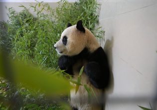 Νότια Κορέα: Η Φου Μπάο αποχαιρέτησε τη γενέτειρά της και επέστρεψε στην Κίνα